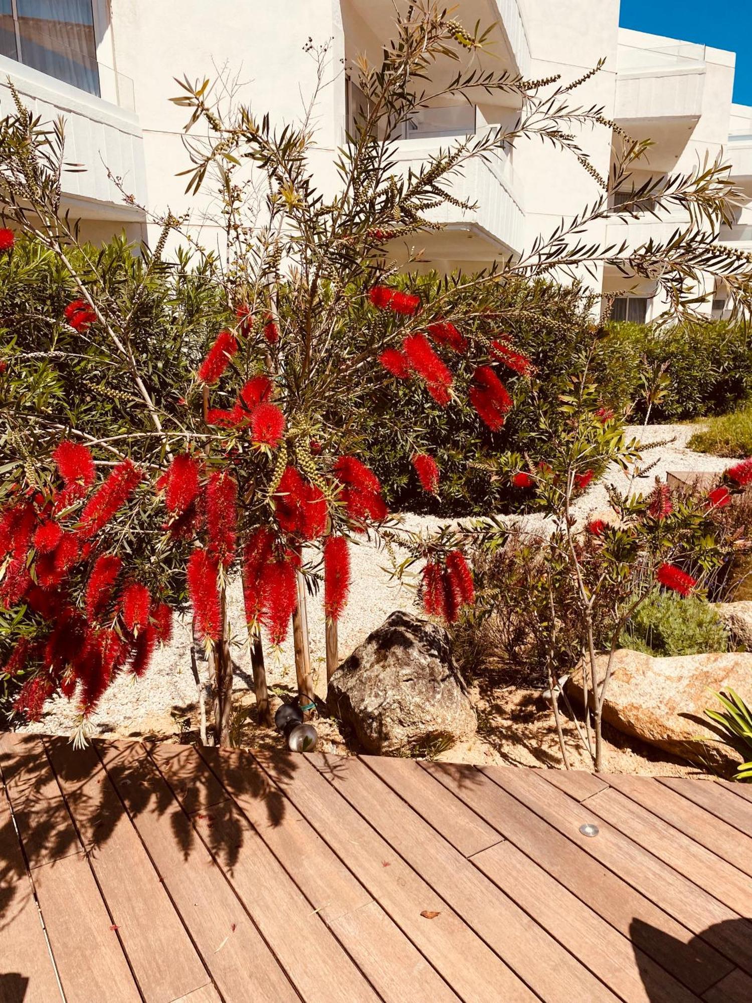 Calvi Hotel Εξωτερικό φωτογραφία